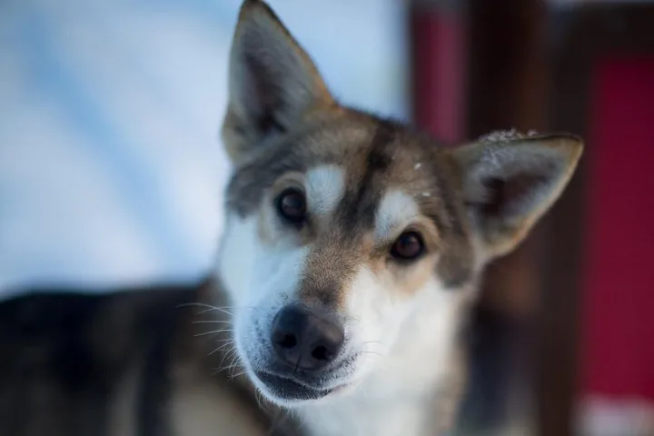 Close-up portrait of a sled dog with pointy ears looking at camera